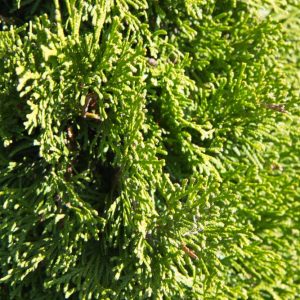 Thuja occidentalis 'Smaragd' Westerse Levensboom Haagplant, Groenblijvende conifee