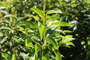 Prunus lusitanica 'Angustifolia' Bladhoudende Portugese laurier Haagplant