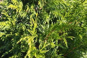 Thuja plicata 'Atrovirens' Reuzenlevensboom Haagplant, Groenblijvend