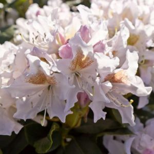 Rhododendron 'Cunningham White' Witbloeiende Bladhoudende struik