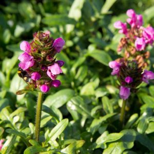 Prunella 'Gruss aus Isernhagen' Roze Bijenkorfje Zomerbloeier, Insectenplant Vasteplant