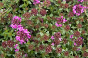 Thymus praecox 'Red Carpet' Kruiptijm, Kleine tijm Zomerbloeier, Bodembedekker, Insectenplant