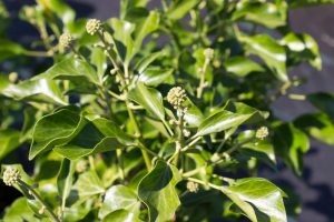 Hedera helix 'Arborescens' Struikklimop Najaarsbloeier, Schaduw, Insectenplant