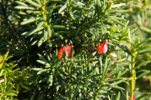 Taxus media 'Hicksii' Venijnboom Haagplant, Groenblijvend rode bes dragend