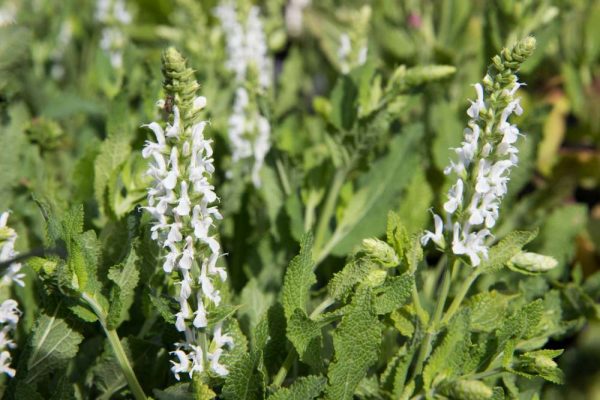 Salvia nemorosa 'Schneehügel' witte Salie, bossalieZomerbloeier, Insectenplant