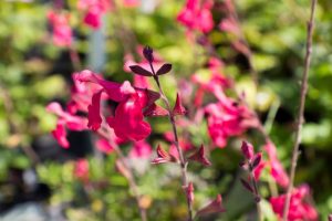 Salvia greggii 'Lipstick' Rode Salie Zomerbloeier, Najaarsbloeier Vasteplant