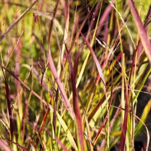 Panicum virgatum 'Shenandoah' Vingergras Siergras Rood Groen blad