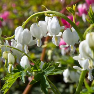 Dicentra spectabilis 'Alba' Wit bloeiende Gebroken hartje Voorjaarsbloeier Vasteplant