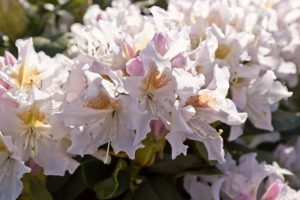 Rhododendron 'Cunningham White' Witbloeiende Bladhoudende struik