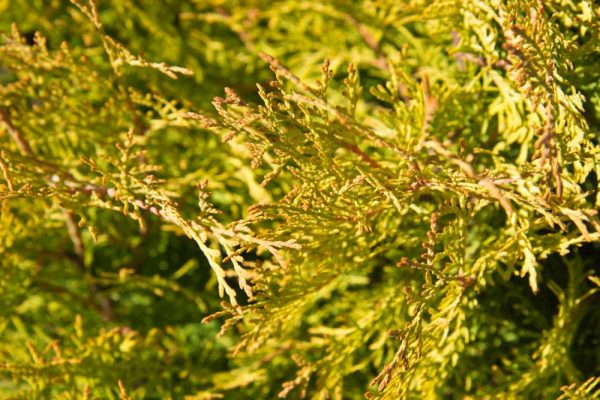 Thuja occidentalis 'Rheingold' Westerse Levensboom Geel groene conifeer Groenblijvend