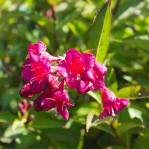Weigela 'Bristol Ruby' Roodbloeiende Weigelia Voorjaarsbloeier Heester
