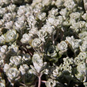 Sedum spathulifolium 'Cape Blanco' Vetkruid Rotsplant