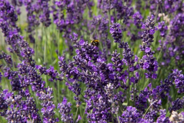 Lavandula angustifolia 'Hidcote' Blauw Paarse lavendel Zomerbloeier, Insectenplant Vasteplant