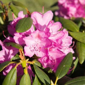 Rhododendron 'Roseum Elegans' Lila Roze bloeiende Bladhoudende en Groenblijvende struik