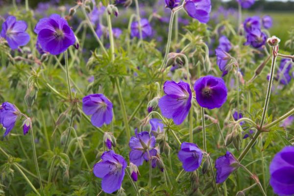 Geranium hybride 'Brookside' Paars bloeiende Ooievaarsbek Voorjaarsbloeier, Zomerbloeier Vasteplant