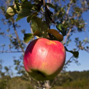 Malus domestica 'Jonagold' Appelboom 'Jonagold' Eetbaar, Hand appel fruitboom