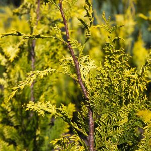 Chamaecyparis lawsoniana 'Ivonne' Gele Californische cypres Haagplant, Groenblijvend