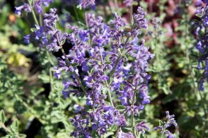 Nepeta faassenii 'Six Hills Giant' Blauw Paars Kattenkruid Voorjaarsbloeier, Zomerbloeier, Insectenplant Vasteplant