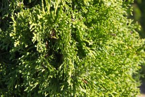 Thuja occidentalis 'Smaragd' Westerse Levensboom Haagplant, Groenblijvende conifeer