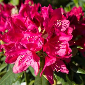 Rhododendron 'Nova Zembla' - Wintergroene heester