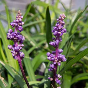 Liriope muscari 'Royal Purple' Leliegras Groenblijvend Najaarsbloeier