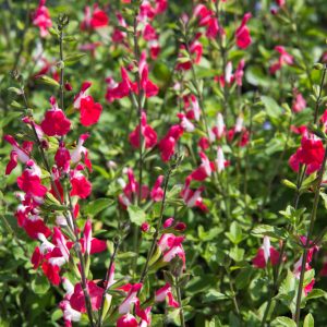 Salvia microphylla 'Hot Lips' Salie Rood witte bloemen Vaste plant