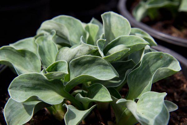 Hosta 'Blue mouse Ears' - Hartlelie - Vaste plant