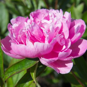 Paeonia (LD) 'Sarah Bernhardt' Pioensroos Roze Vaste plant