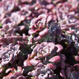Sedum spathulifolium 'Purpureum' Vetkruid Rotsplant