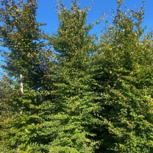 Haagbeuk 300-350 | Carpinus betules | BIO | Veenvrij