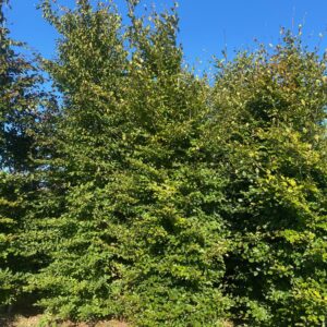 Beuk 300-350 | Fagus sylvatica | BIO | Veenrij