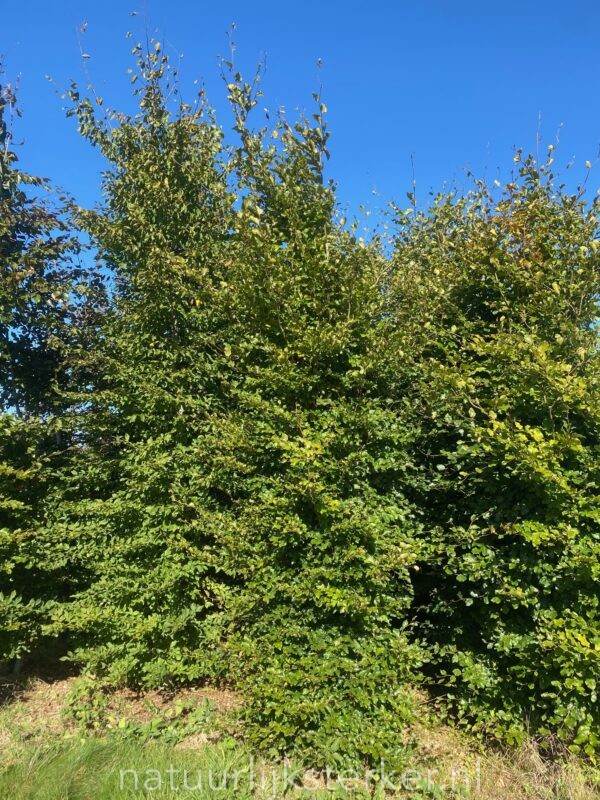 Beuk 300-350 | Fagus sylvatica | BIO | Veenrij