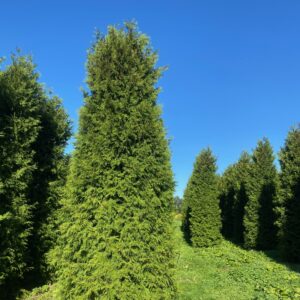 Conifeer Brabant 450-500 | Thuja occidentalis | BIO | Veenvrij