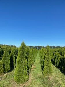 Conifeer Smaragd 140-160 | Thuja occidentalis | BIO | Veenvrij