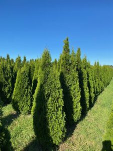 Conifeer Smaragd 200-225 | Thuja occidentalis | BIO | Veenvrij