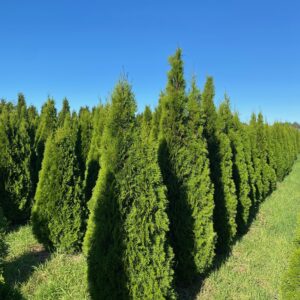 Conifeer Smaragd 200-225 | Thuja occidentalis | BIO | Veenvrij