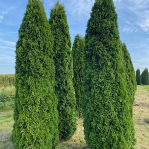 Conifeer Smaragd 250-275 | Thuja occidentalis | BIO | Veenvrij