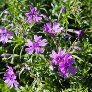 Phlox subulata 'Purple Beauty' Kruipphox Bodembedekker Voorjaarsbloeier Vasteplant