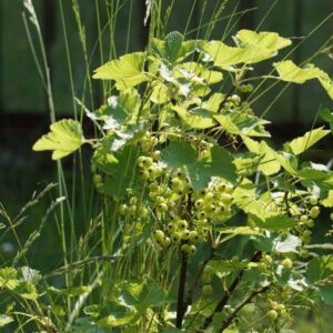 Wilde aalbes | Ribes rubrum | BIO | Veenvrij | Inheems