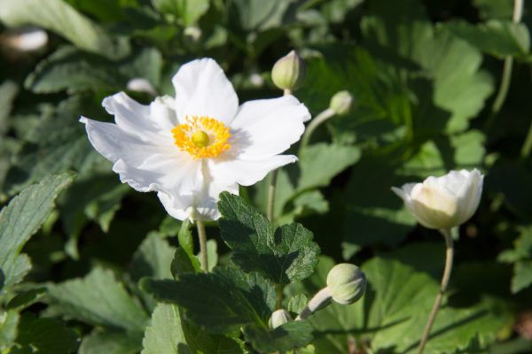 Anemone hybrida 'Honorine Jobert' Herfstanemoon Japanseanemoon Anemoon Vasteplant