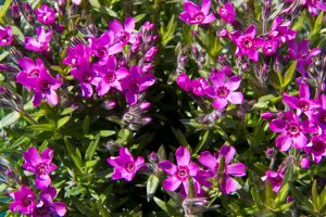 Phlox subulata ‘Zwergenteppich’ - Kruipphlox - Vaste plant - Wintergroen