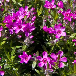 Phlox subulata ‘Zwergenteppich’ - Kruipphlox - Vaste plant - Wintergroen