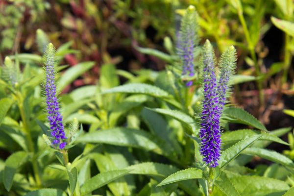 Veronica spicata 'Ulster Blue Dwarf' Ereprijs Blauw Paarse Zomerbloeier, Insectenplant Vasteplant