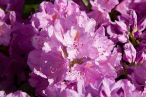 Rhododendron catawbiense 'Grandiflorum' Bladhoudend Voorjaarsbloeier