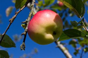 Malus domestica ´Groninger Kroon´ Hand en Moesappel Appel Fruitboom