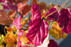 Parrotia persica, Perzisch Ijzerhout Najaar rood geel verkleurend blad