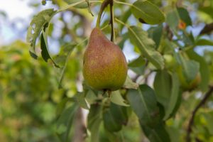 Pyrus communis 'Charneux' Peer Handpeer Fruitboom