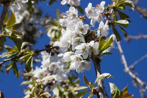 Prunus avium 'Early Rivers' - Fruitboom - Kers - Wit