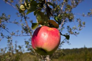 Malus domestica 'Jonagold' Appel Fruitboom Handappel