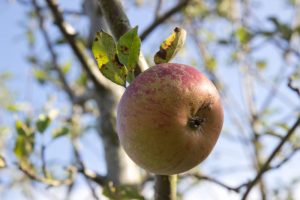 Malus domestica 'Cox's Orange Pippin' Appel Handappel Fruitboom